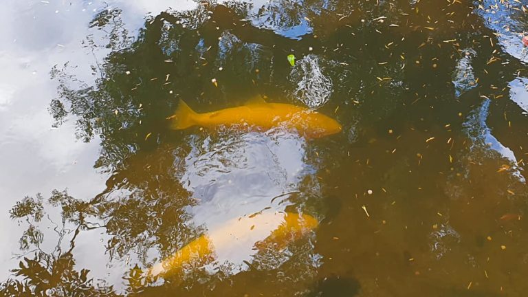 Salmon Ponds 154840 1 1 768x432