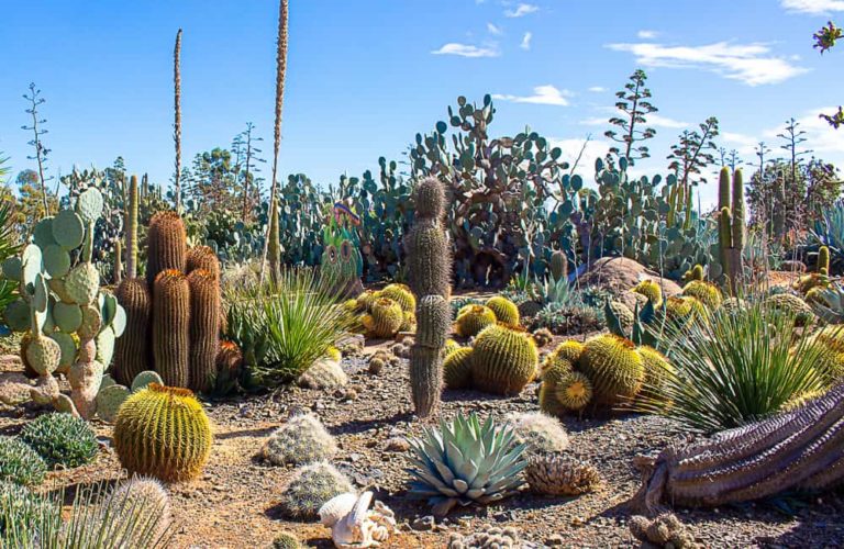 cactus country 1 1 768x500