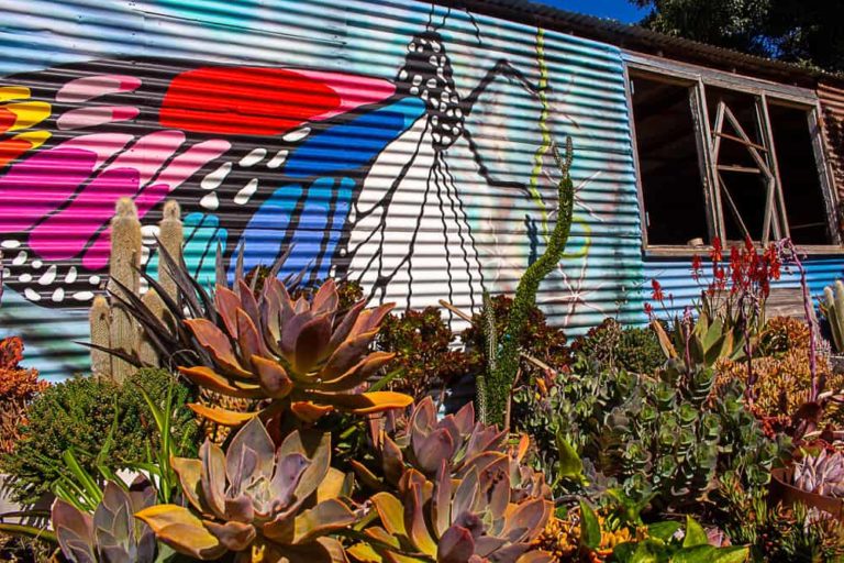 cactus country 10 1 1 768x512