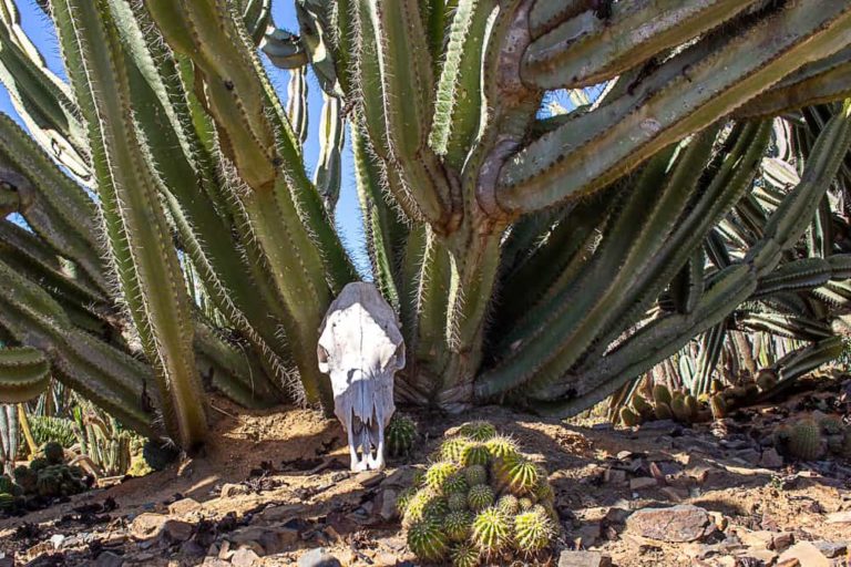 cactus country 11 1 1 768x512