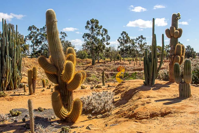 cactus country 12 1 1 768x512