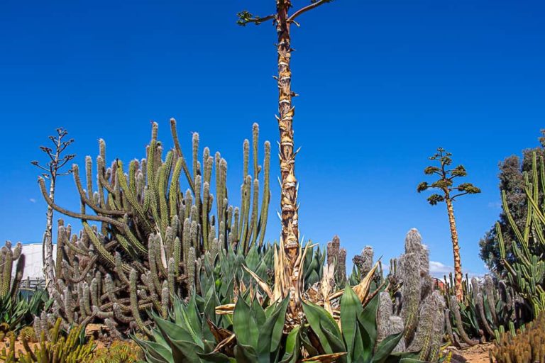 cactus country 15 1 1 768x512