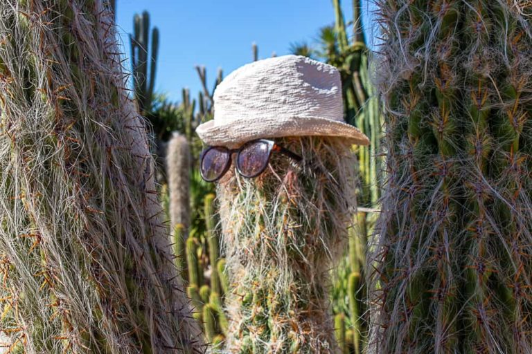 cactus country 16 1 1 768x512