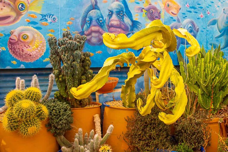 cactus country 17 1 1 768x512