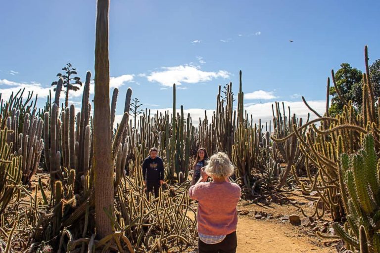 cactus country 18 1 1 768x512