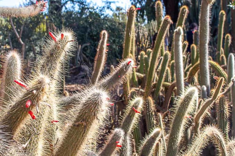 cactus country 19 1 1 768x512