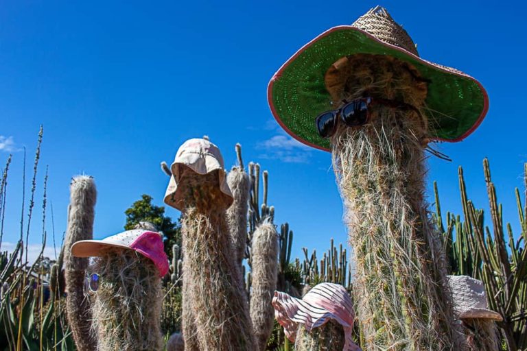 cactus country 20 1 1 768x512