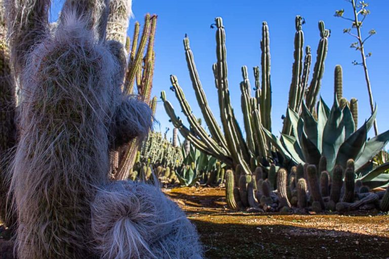 cactus country 21 1 1 768x512