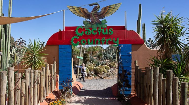 cactus country 23 1 1 768x429