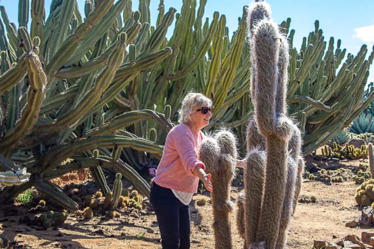cactus country 24 1 1 768x512