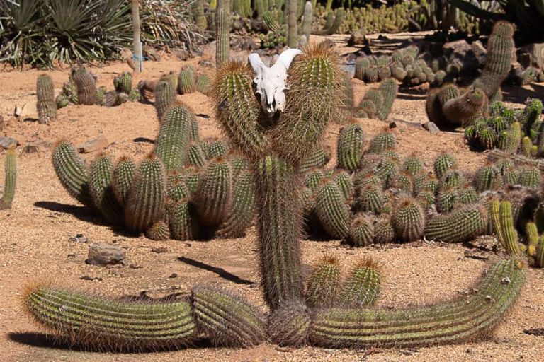 cactus country 25 1 1 768x512
