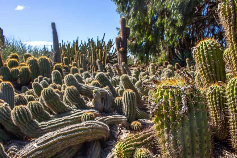 cactus country 26 1 1 768x512