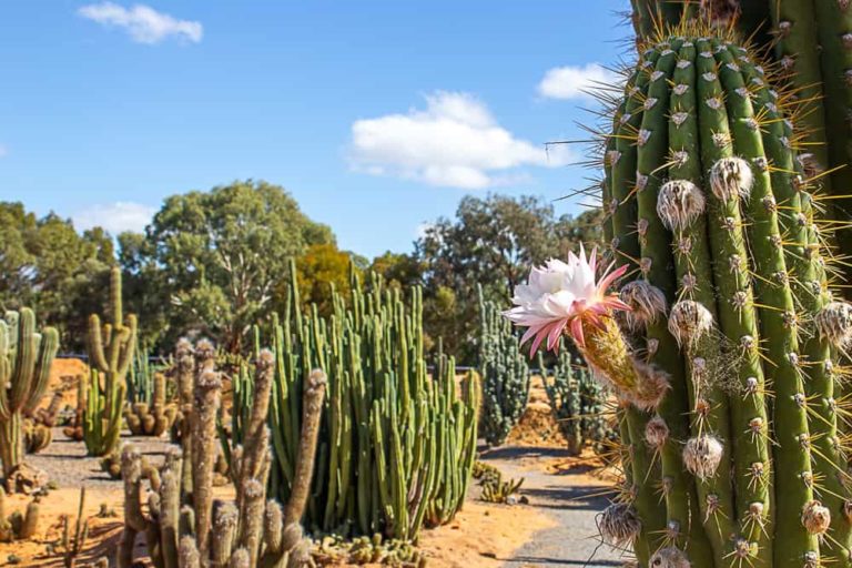 cactus country 27 1 1 768x512