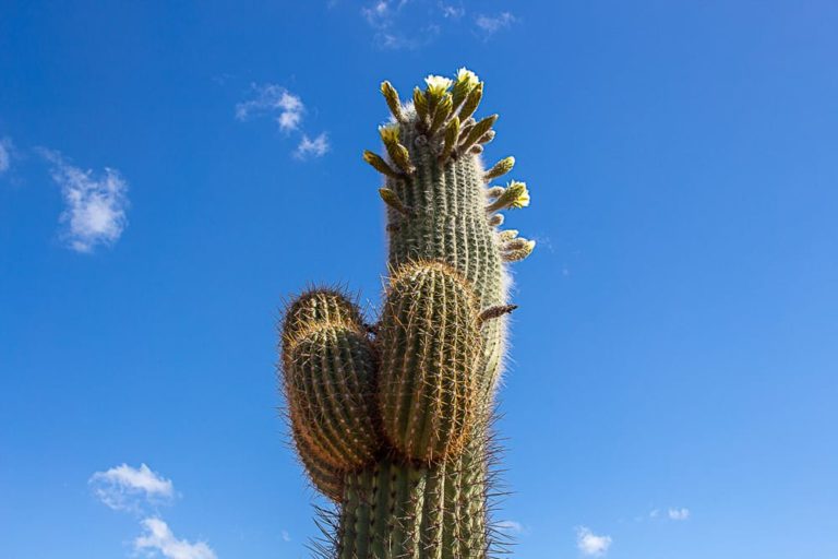 cactus country 28 1 1 768x512