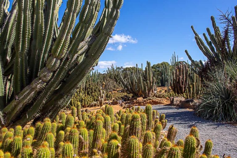 cactus country 4 1 1 768x512