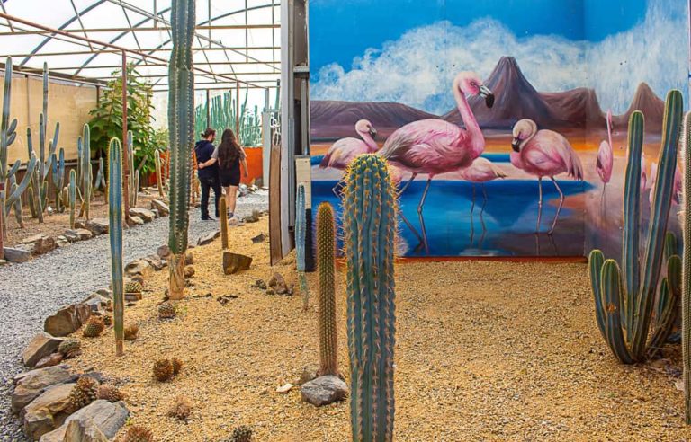 cactus country 5 1 1 768x492