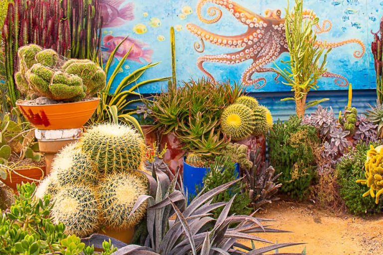 cactus country 6 1 1 768x512