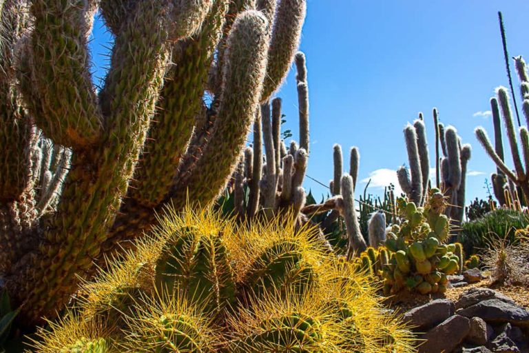 cactus country 9 1 1 768x512