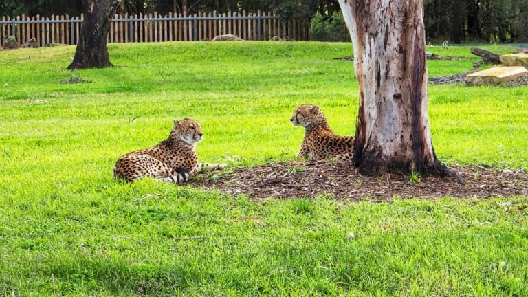 284381875 131814316151097 8764615861817806091 n 768x432