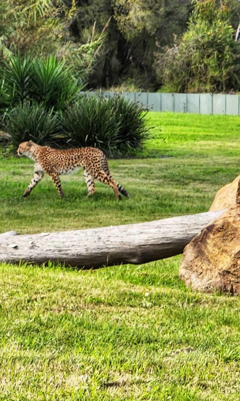 285450084 131814229484439 771630214044576188 n 768x1283