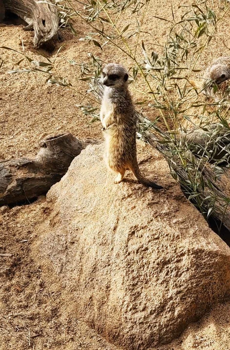 285476409 131813829484479 8994470771908182457 n 768x1167