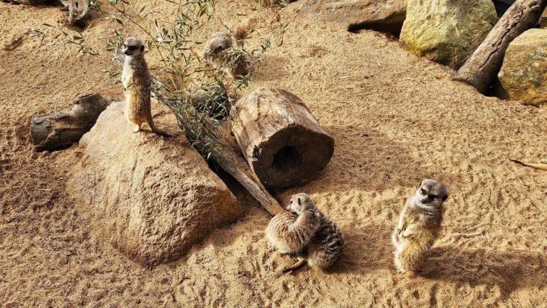 285674334 131814172817778 8397682725973614483 n 768x432