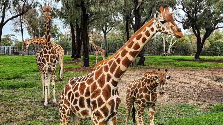 285989280 131814199484442 8532820402373743932 n 768x432