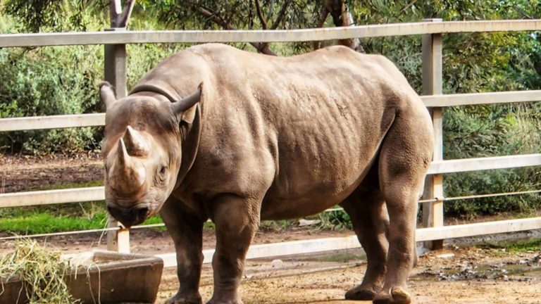 286032824 131814179484444 7935646340510015205 n 768x432